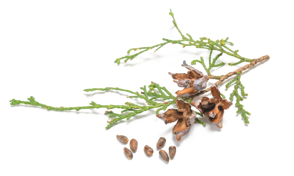 Biota Seed.webp__PID:d489d542-ec23-4c03-8478-d467e8e28641