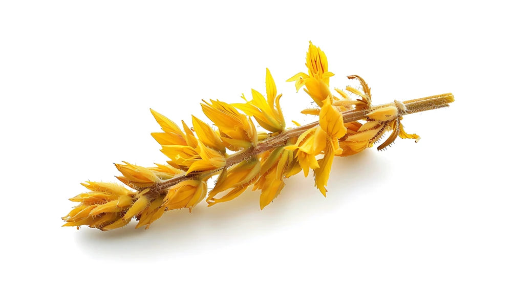 Broomrape-Stem.webp__PID:4bddfaa7-dc2a-4d88-a800-3c0324b7be97