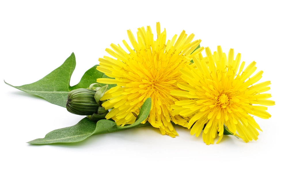 Dandelion.webp__PID:b8b54c04-8caf-4e98-9920-e7ed2f47e8b7