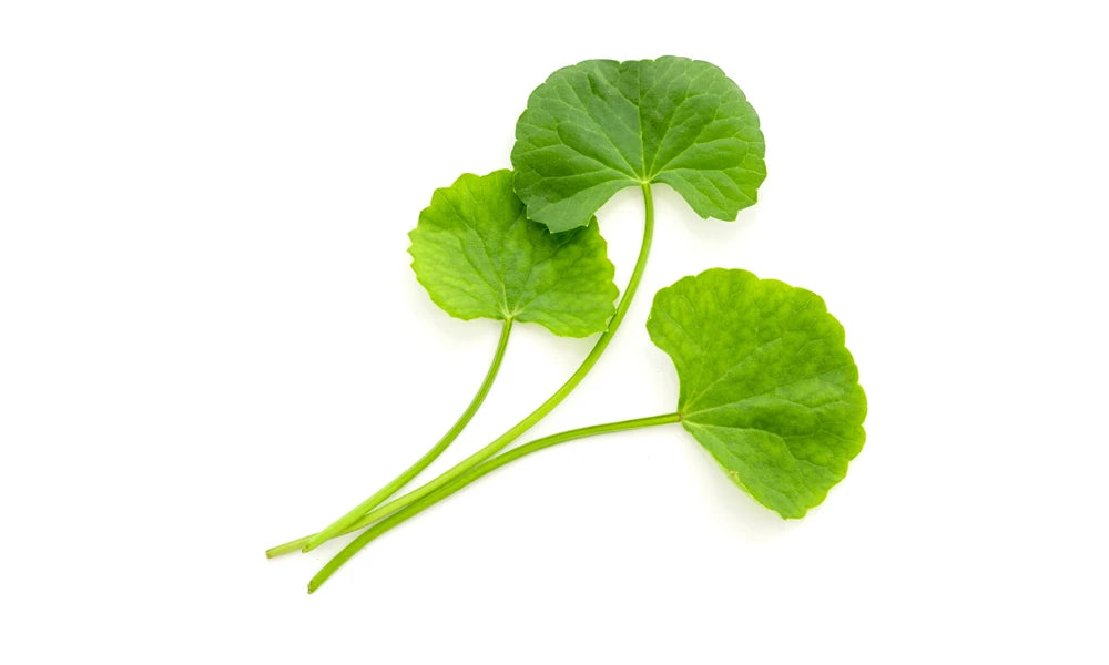 Gotu-Kola.webp__PID:89634047-9a35-4630-9654-a87afaf4bb82