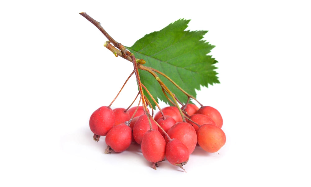 Hawthorn-Extract.webp__PID:28261cbe-719d-4205-afc1-2fc7c8dad8c1