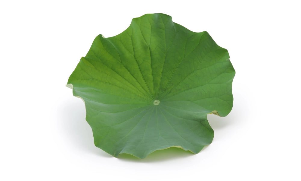 Lotus-Leaf-Extract.webp__PID:e53c35ac-f997-43b4-8388-53be16b69755