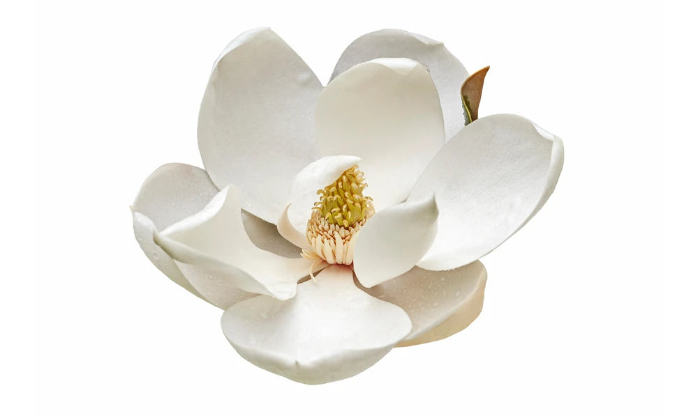 Magnolia-Flower.webp__PID:cd10d8a0-b5ed-4b7f-afc2-7bf198f7f121