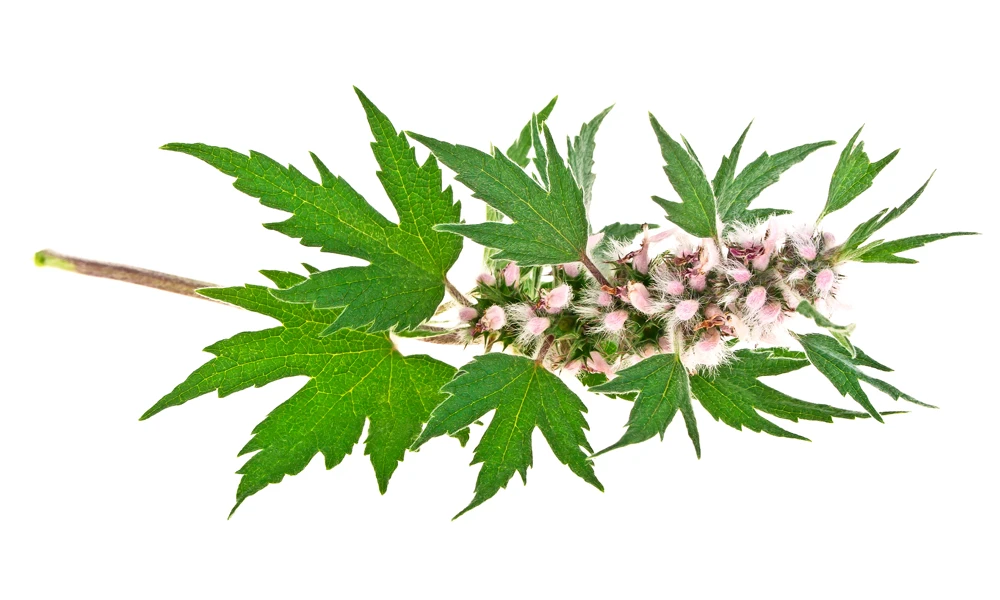 Motherwort.webp__PID:a5c167c8-b26d-44cd-9370-8465b74926fd