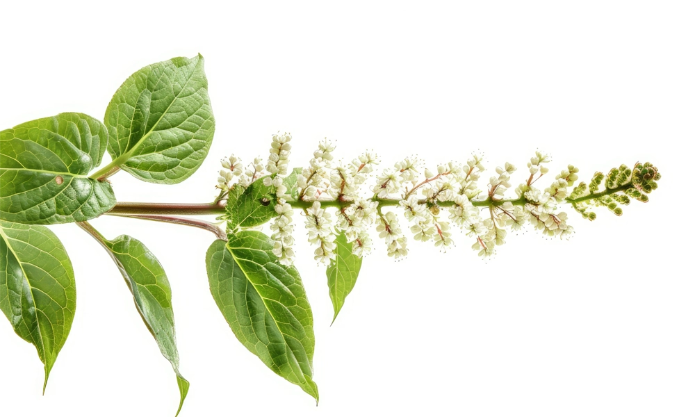 Polygonum-Cuspidatum.webp__PID:0d447e9c-3ef8-4229-959d-2fa367c21427