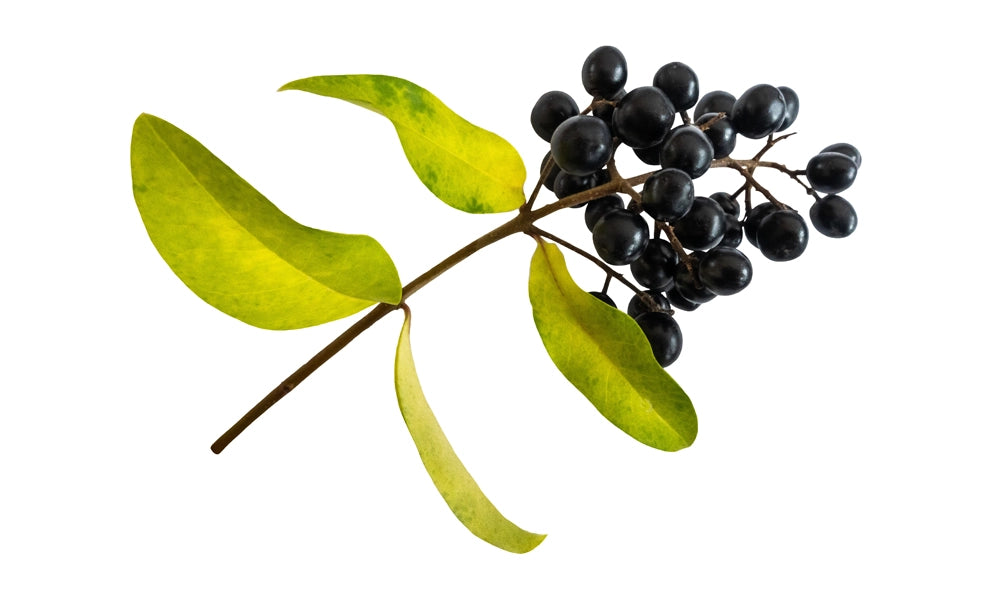 Privet-Fruit.webp__PID:aa39b6fb-127e-4ed1-b5fd-e956678af2c9