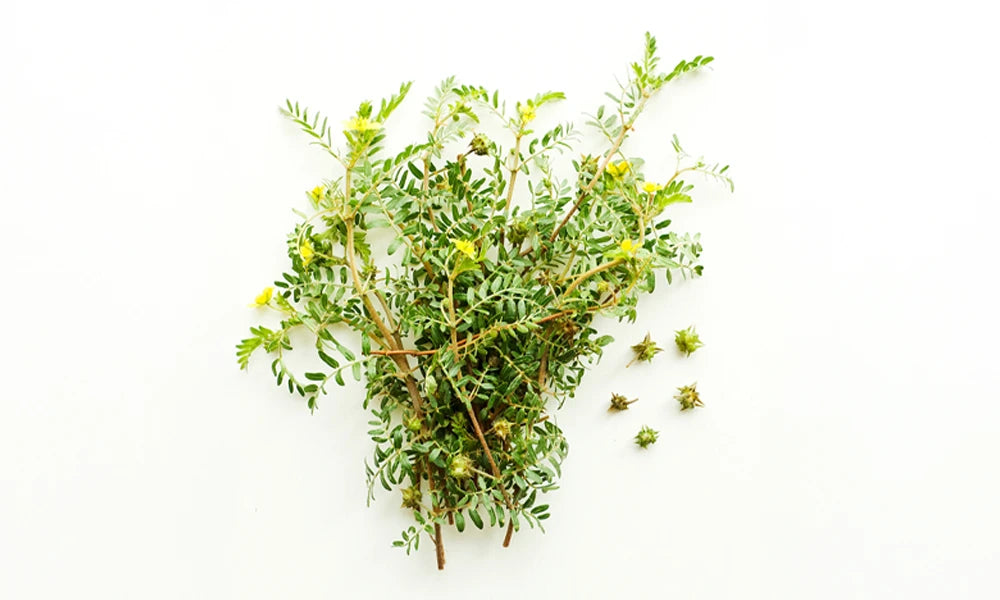 Tribulus-Terrestris.webp__PID:f8368d4c-cc2c-43ae-b2bd-dd81433c95fa