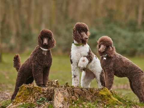 are standard poodles loyal