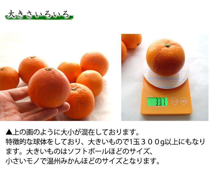有機栽培ブラッドオレンジ
