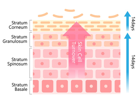 Skin mechanism showing exfoliation process