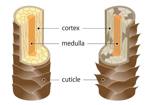 Structure of human hair diagram