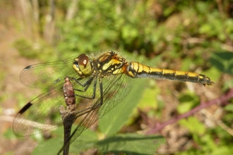 discover dragonflies nature reserve