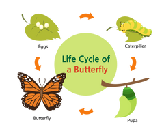 kids friendly life cycle of a butterfly