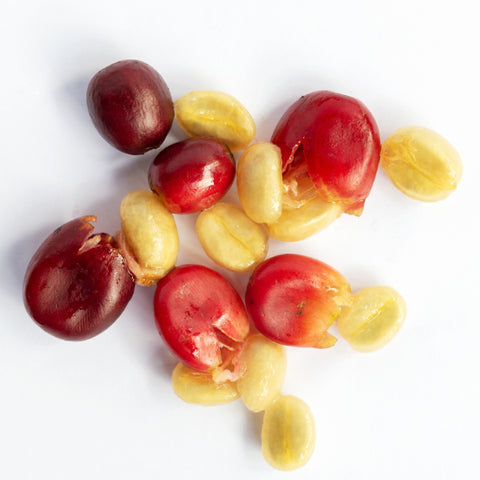 Fresh Specialty coffee cherry with it's flesh
