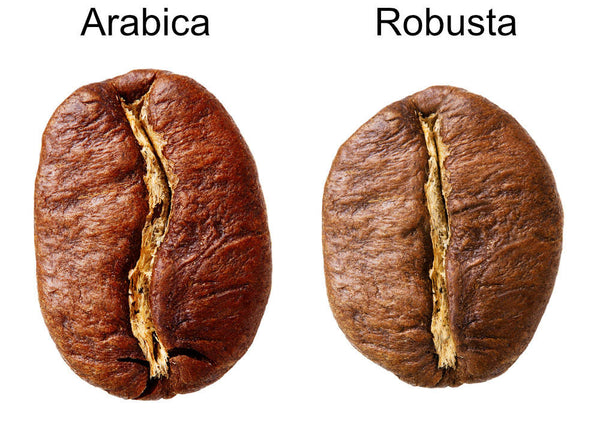 Arabica Bean Shape VS Robusta 