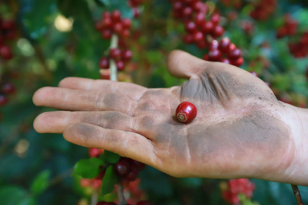 hard labor on their farm is all that stands between them and a future of uncertainty