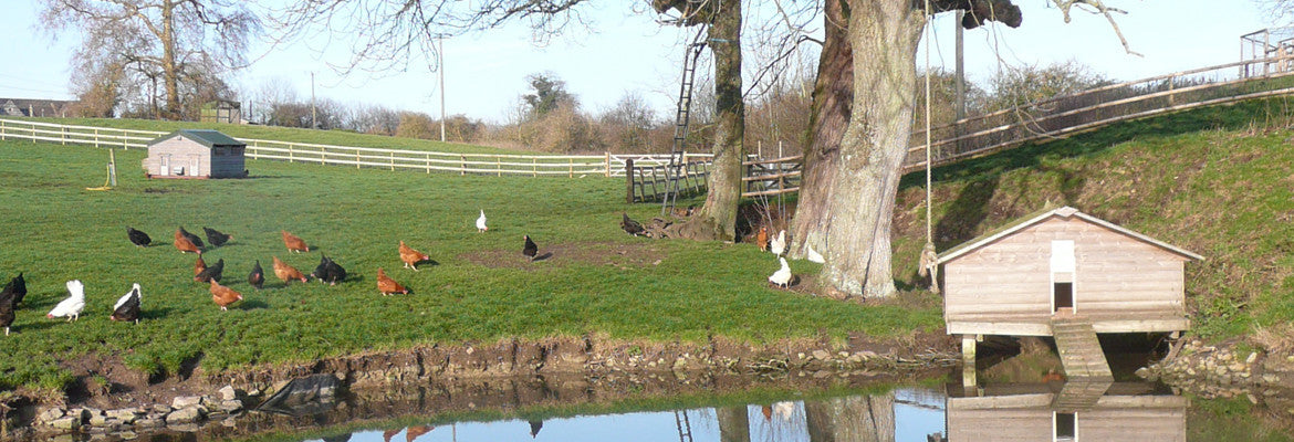 Annie Halls Poultry Chickens And Ducks For Your Garden Bristol