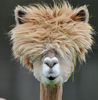 alpaca with funny hair