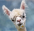 11 things you didn't know about alpacas