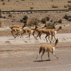 Vicunas