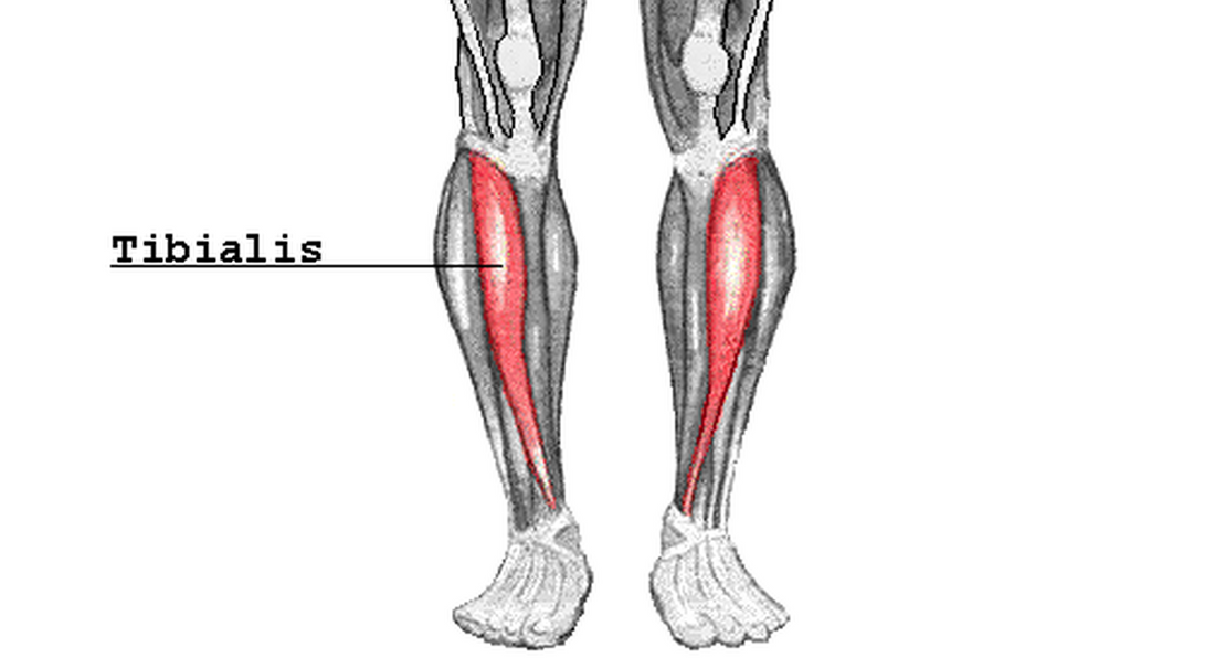 M. Tibialis anterior (tendo) секционная. Musculus Tibialis anterior, передняя большеберцовая мышца. Anterior tibial muscle. Gastrocnemius m. Tibialis anterior m..