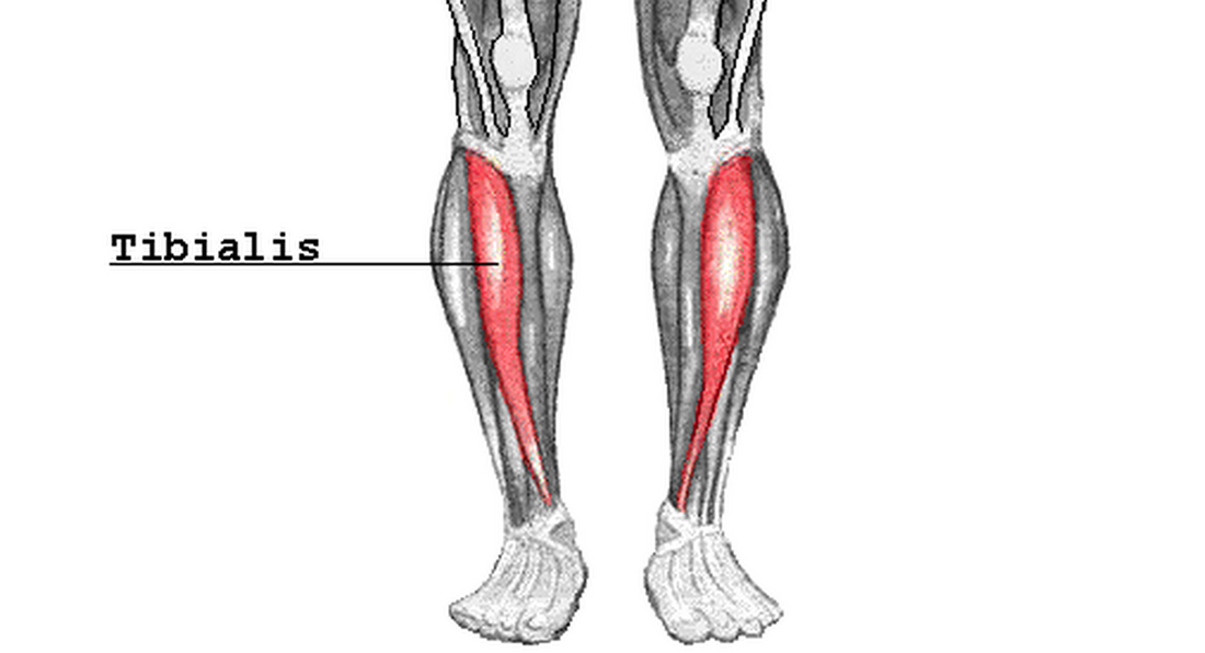 Tibial anterior ejercicios