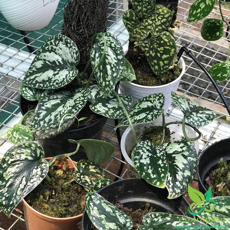 Scindapsus Green Army – Exotropical