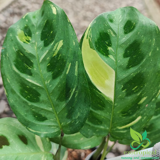 Epipremnum Pinnatum Albo Variegated – Exotropical