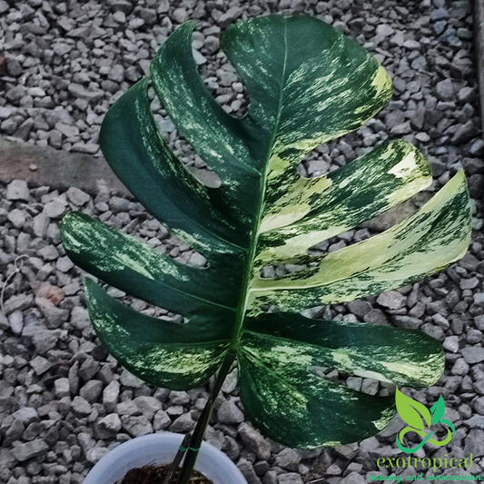 Epipremnum pinnatum: Green, Mint, Albo, Aurea, Aure “yellow flame