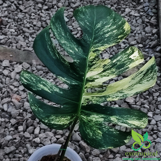 Epipremnum Pinnatum Variegated - Mature size – Aroid Market