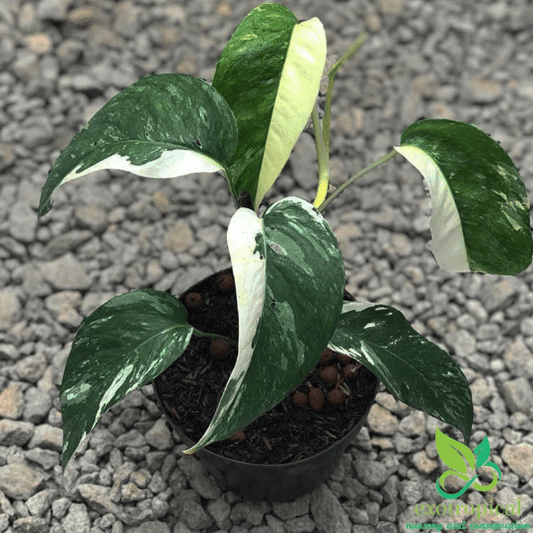 Epipremnum pinnatum marble – Planted.