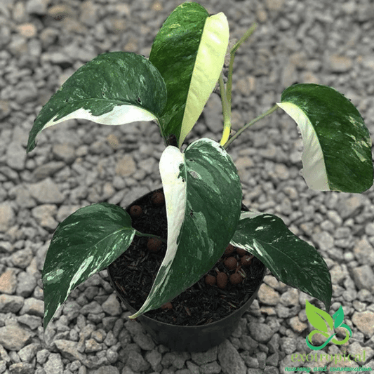 Epipremnum pinnatum 'Marble' variegated (34A) – Rare Plant Fairy