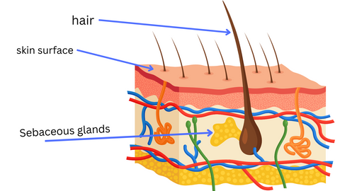 Sebaceous glands