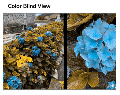 Normal vision example of an image with flowers with  color blindness vision colors