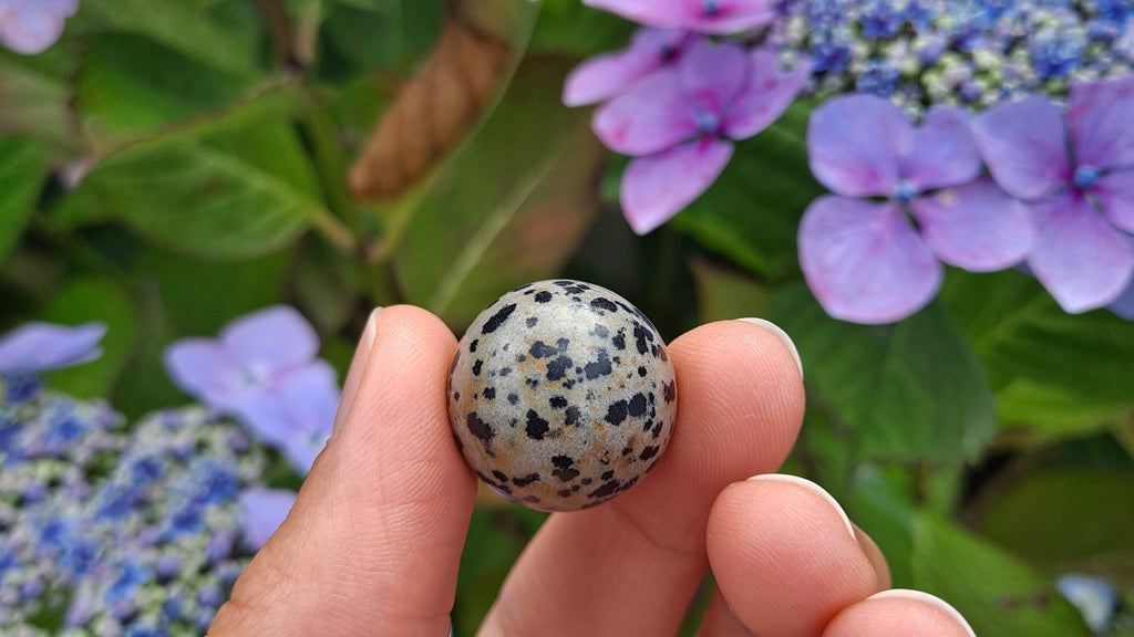 image of a dalmatian jasper mini sphere. this crystal is available at dumi's crystals