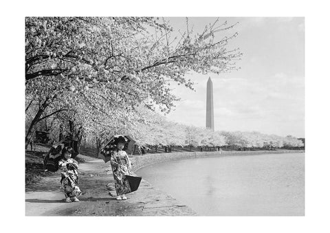 Cherry Blossoms by Herbert A. French, 1925