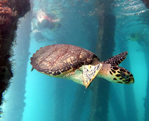 Scuba diving giant sea turtle ocean puerto rico