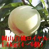 「岡山白桃」（光センサー選別「ロイヤル」糖度12度以上）4個～6個（約1.4㎏）【お中元2025】【フルーツ】発送は6/20～8/30日迄