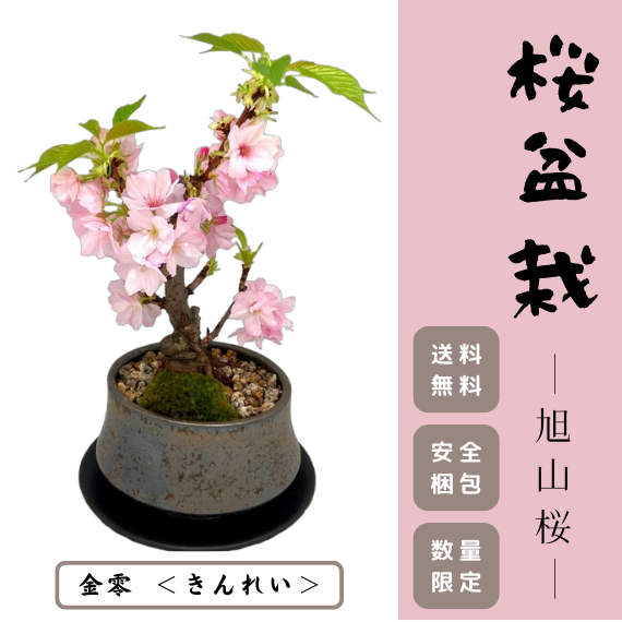 ★完売御礼 / 2024年シーズン★ 桜盆栽 送料無料【旭山桜・桜の盆栽・高級美濃焼鉢】金雫（きんれい）