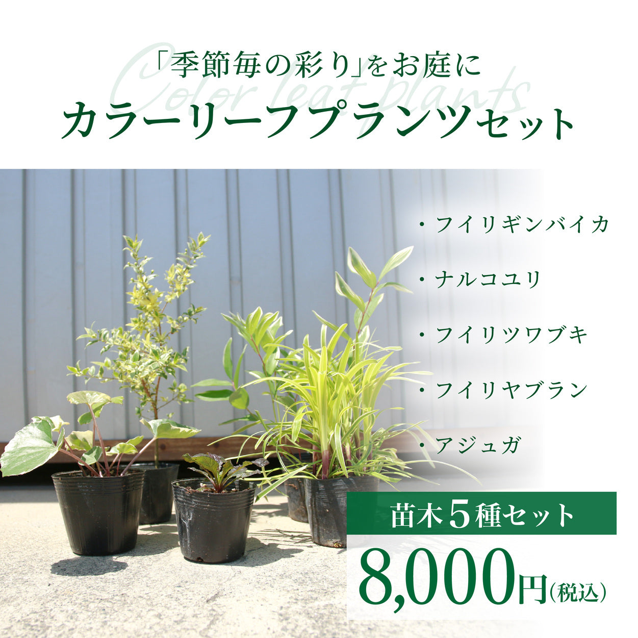 【送料無料】お庭に四季折々の植物のカラーを。苗木セット／カラーリーフプランツセット（フイリギンバイカ・ナルコユリ・フイリツワブキ・フイリヤブラン・アジュガ）