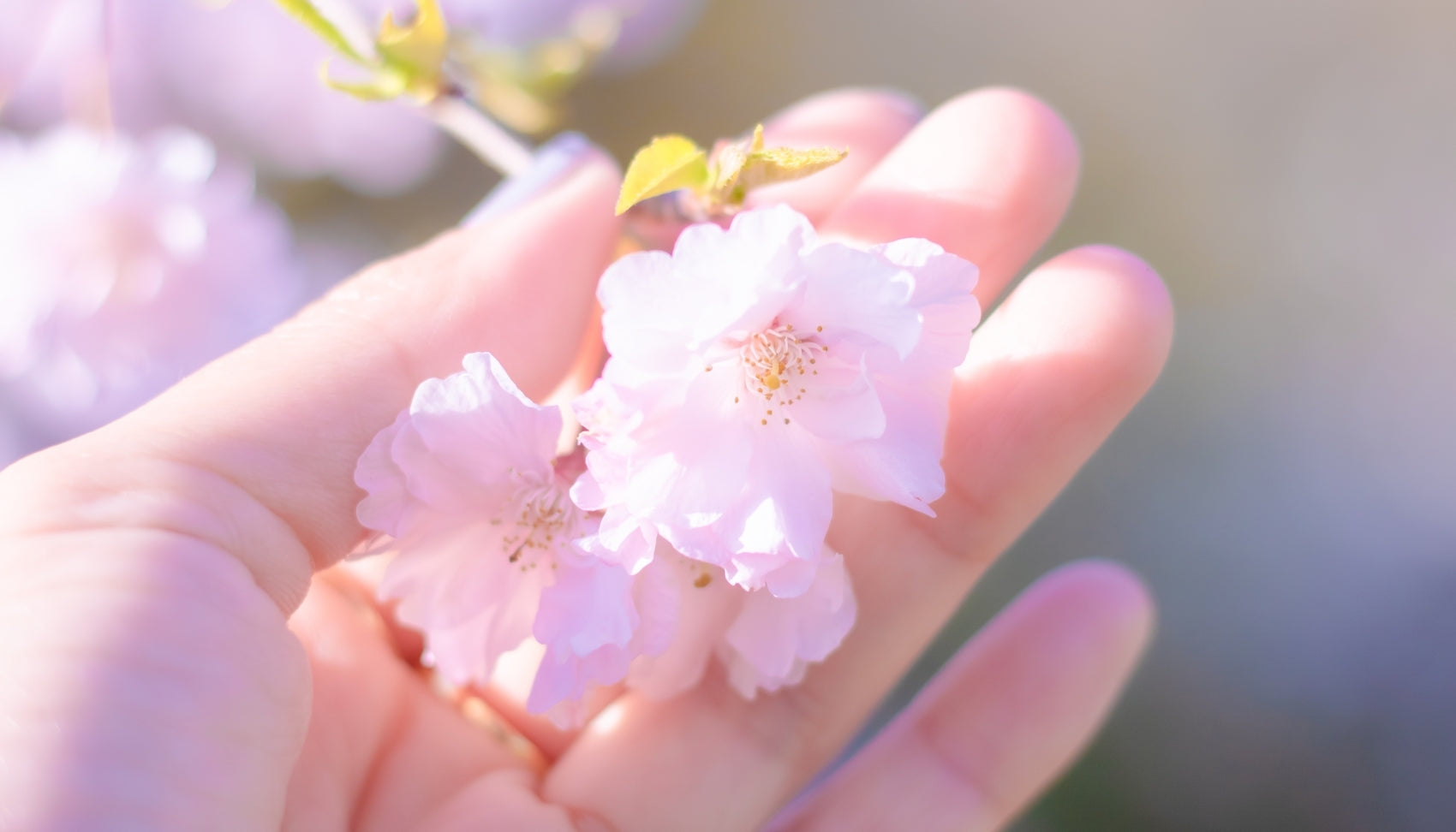 桜