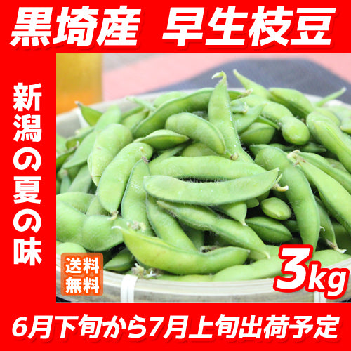 【申込期間：6/30迄】新潟県産 早生枝豆 3kg 送料無料 夏ギフト えだまめ   海鮮問屋 見田元七商店