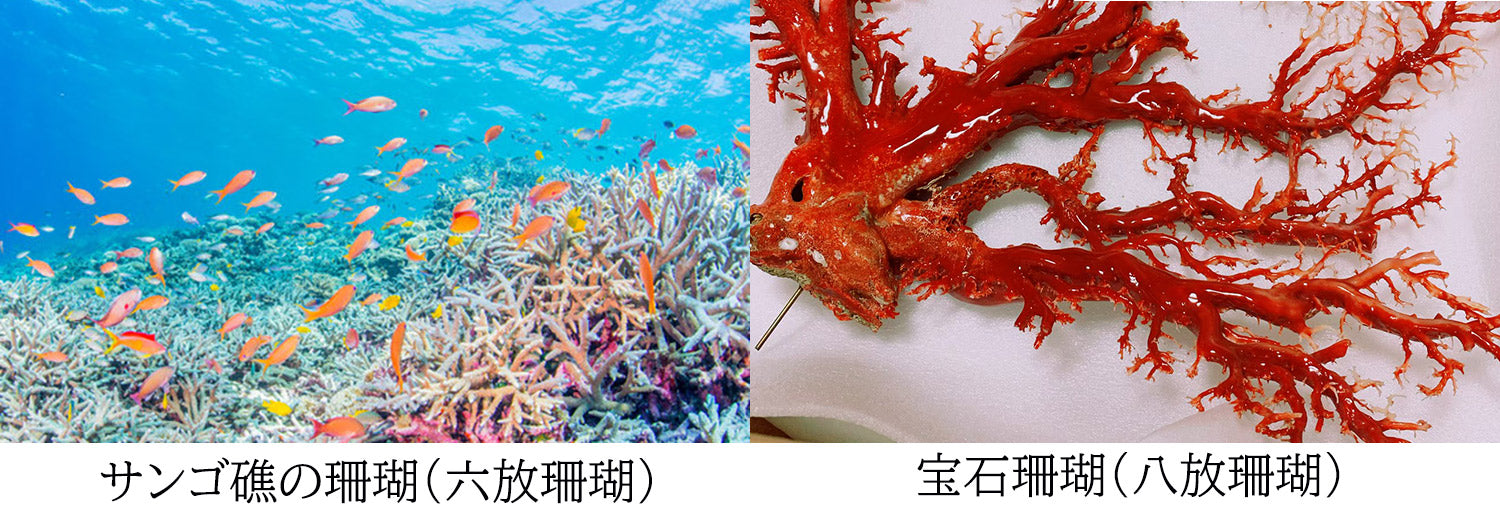 珊瑚はおまもり】宝石珊瑚赤サンゴ丸珠5.5㎜ペンダント チェーンK18 42 