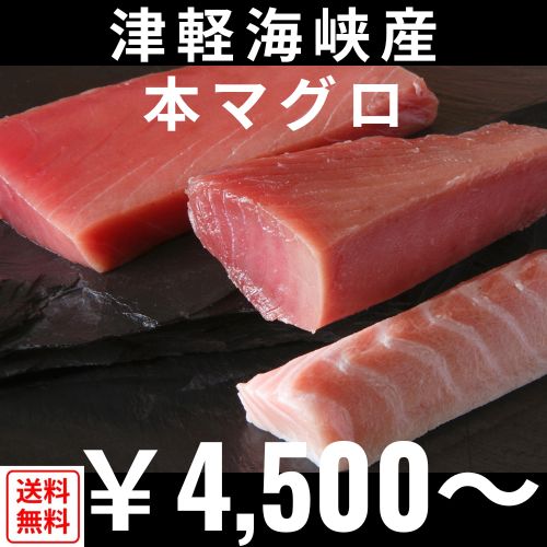 津軽海峡産　本マグロ