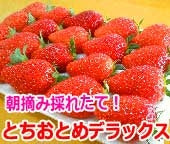 朝摘み「とちおとめデラックス」3Lサイズ18粒2パック（送料無料）