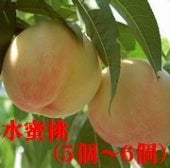 岡山白桃「水蜜桃・白鳳種」4個～6個（約1.4㎏）お届けは7/1日～7/31日まで【お中元2024】【フルーツ】