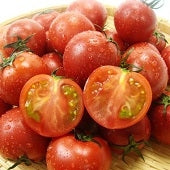 【送料込み】久保さんのフルーツトマト 化粧箱入り１ｋｇ　（１４玉～１８玉）