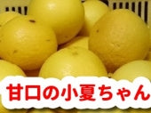 【わけあり家庭用】 一足早く当園の【甘口の小夏】：３キロ入り：｛送料込価格一部地域を除く｝３㎏入り（12~29個）