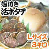 【送料無料】青森県むつ湾産 最高級活ほたて Lサイズ3kg（21枚～30枚）剥きへら付【のし対応】【カニ・鮮魚・魚介類】