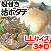 禁輸に負けない【送料無料】青森むつ湾産『特選』活ほたて 殻付き LLサイズ3kg 約15枚～24枚(剥きヘラ付)【のし対応】【カニ・鮮魚・魚介類】